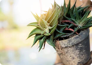 closeup of a succulent plant