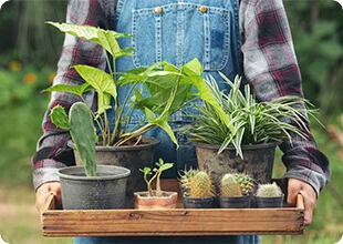 person holding a tray of plants