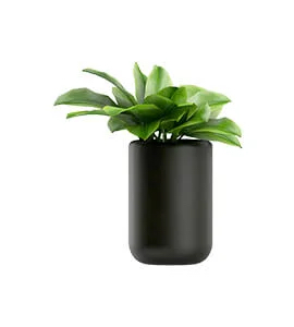 black eyed susan plant for sale