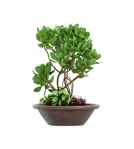 american marigold plant for sale