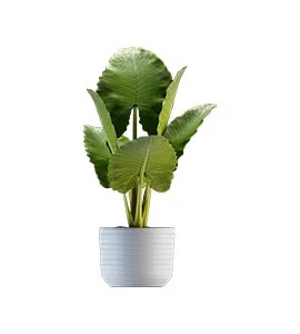 common yarrow plant for sale