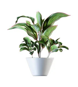 doublefile viburnum plant for sale